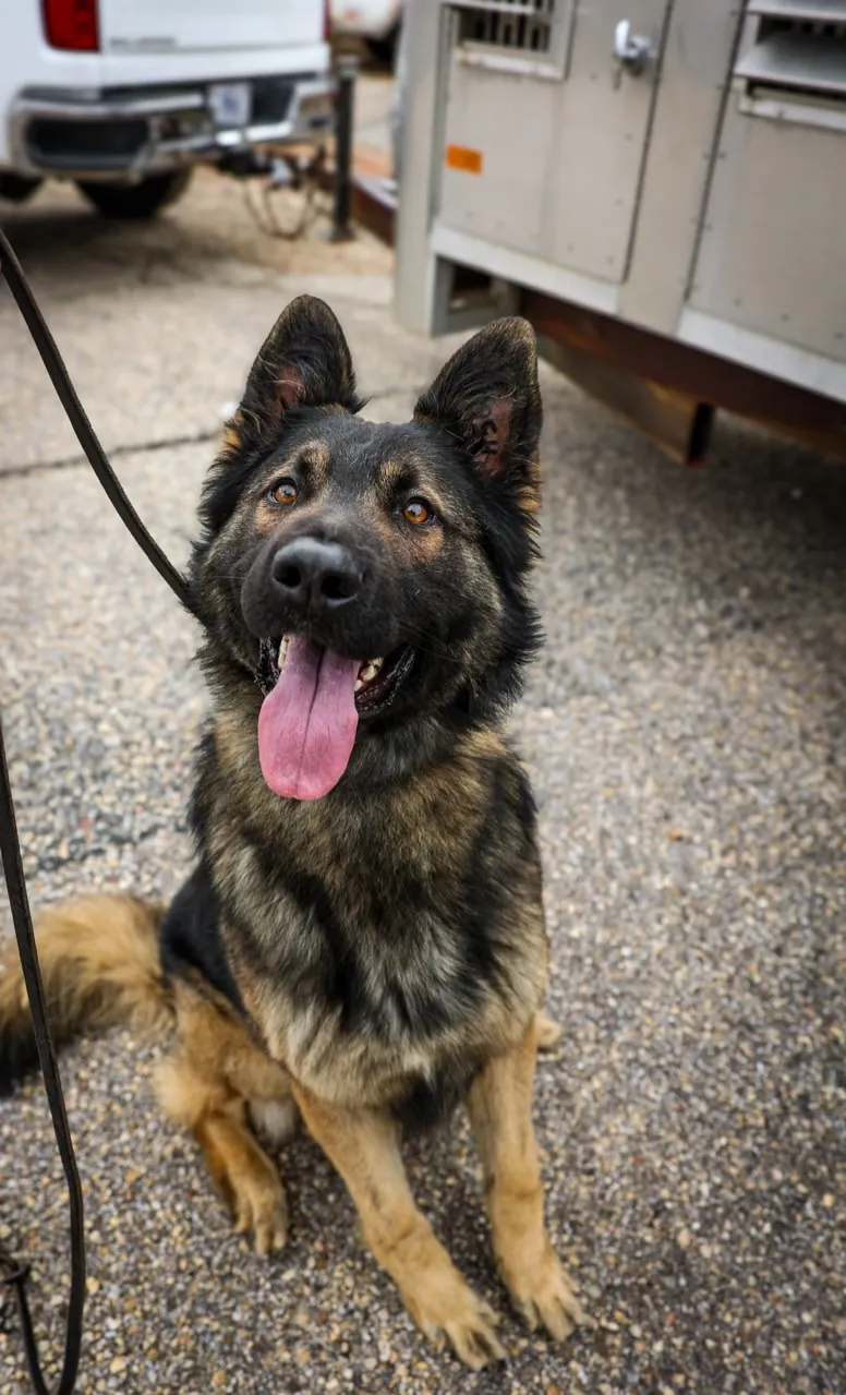 Working on dog behavior with 8UP K9